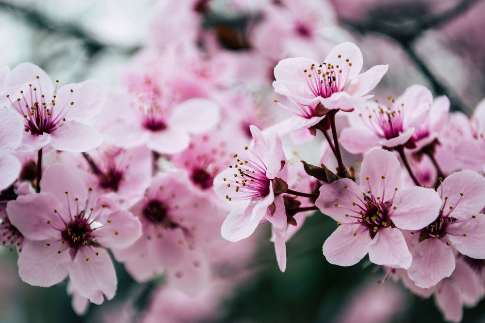 Pink flowers