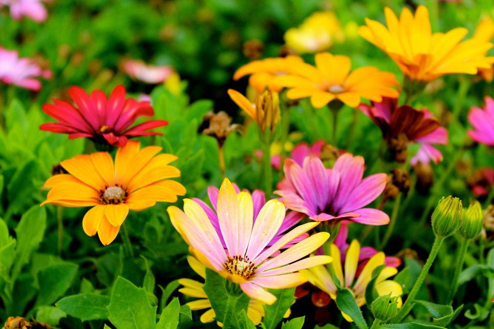 Colored flowers